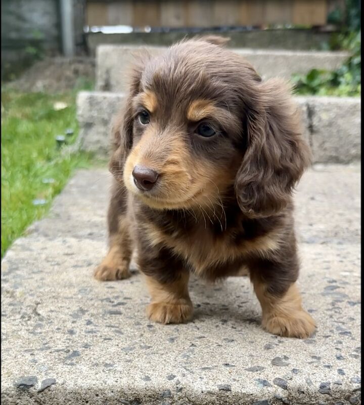 KC Registered Dachshund Puppies for sale in Cardiff 