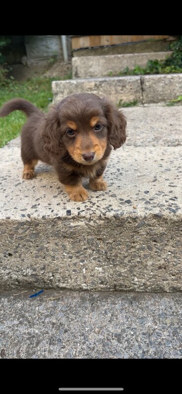 Dachshund Puppies for sale