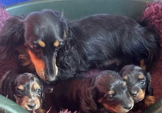 Longhaired Miniature Dachshunds for sale in Chesterfield, Derbyshire