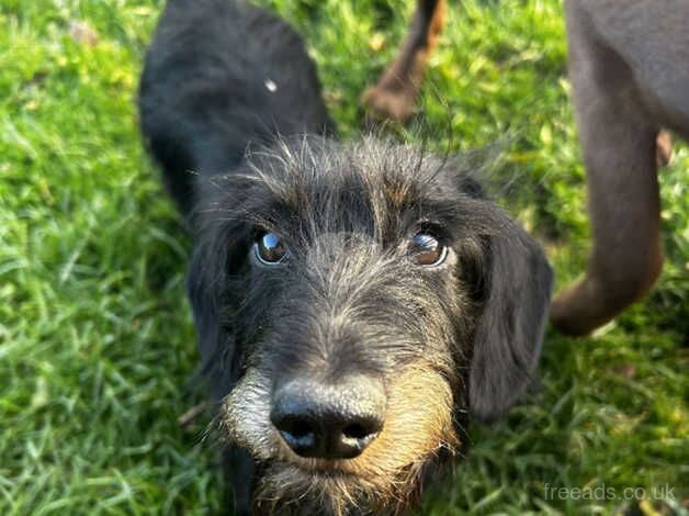 Lovely dachound for sale in York, North Yorkshire