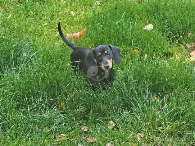 Dachshunds Puppy for sale in Dungannon, Dungannon - Image 2