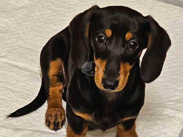 Dachshund Puppies for sale in Dungannon