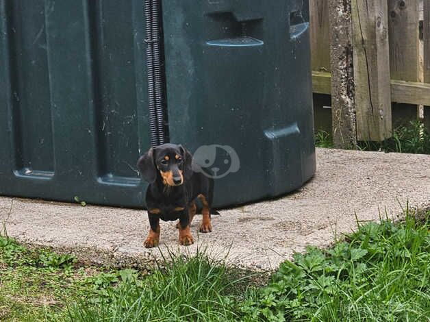 Dachshund Puppies for sale