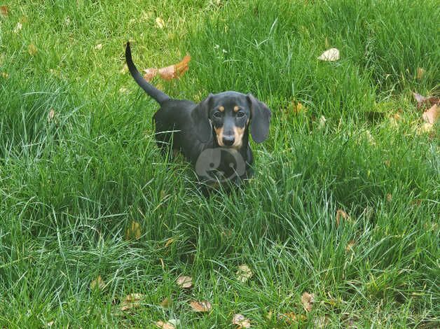 Lovely friendly puppy for sale in Dungannon, Dungannon