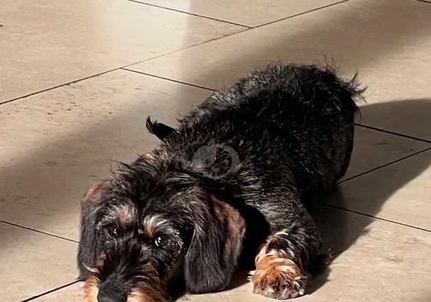 Lovely Standard Wirehaired girl for sale in Whitchurch, Shropshire