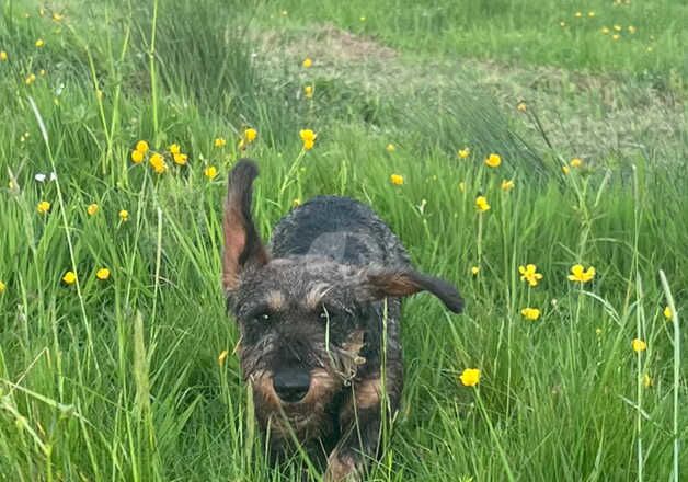 Lovely Standard Wirehaired girl for sale in Whitchurch, Shropshire - Image 2