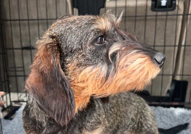 KC Registered Dachshund Puppies for sale in Shropshire