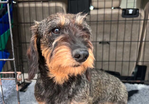 Lovely Standard Wirehaired girl for sale in Whitchurch, Shropshire - Image 4