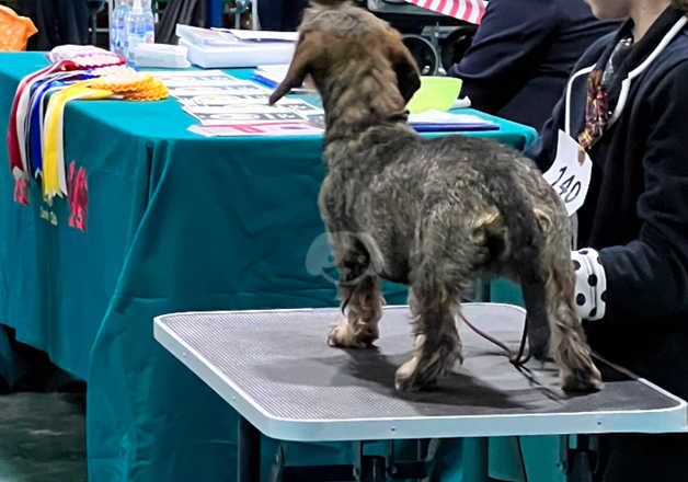 Lovely Standard Wirehaired girl for sale in Whitchurch, Shropshire - Image 5