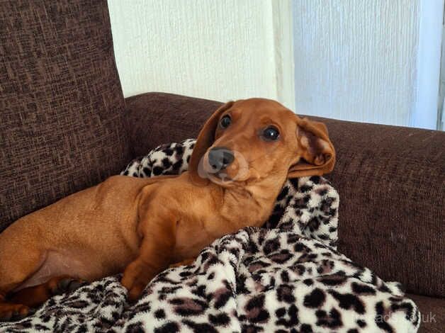 Loving dachshund girl 5 months for sale in Bradford, West Yorkshire - Image 1