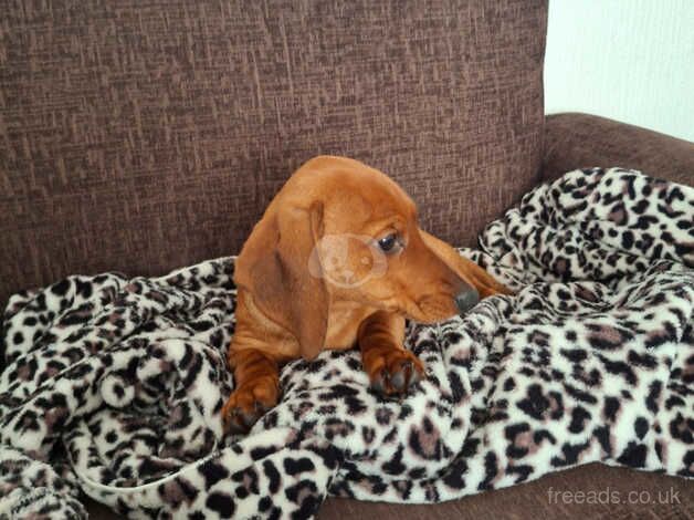 Loving dachshund girl 5 months for sale in Bradford, West Yorkshire - Image 4