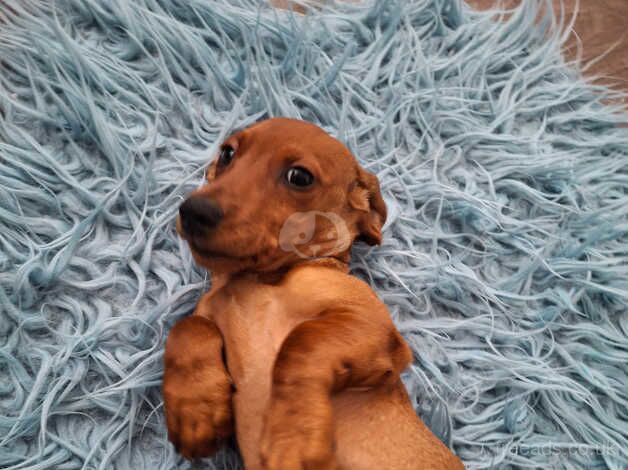 Loving dachshund girl 5 months for sale in Bradford, West Yorkshire - Image 5