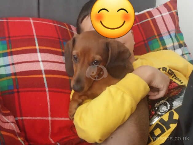 loving dachshund for sale in Bradford, West Yorkshire