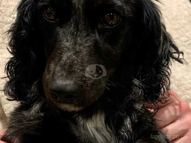 Loving home wanted for dachshund cross for sale in Whitchurch, Shropshire - Image 1