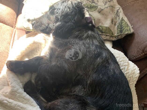 Loving home wanted for dachshund cross for sale in Whitchurch, Shropshire - Image 3