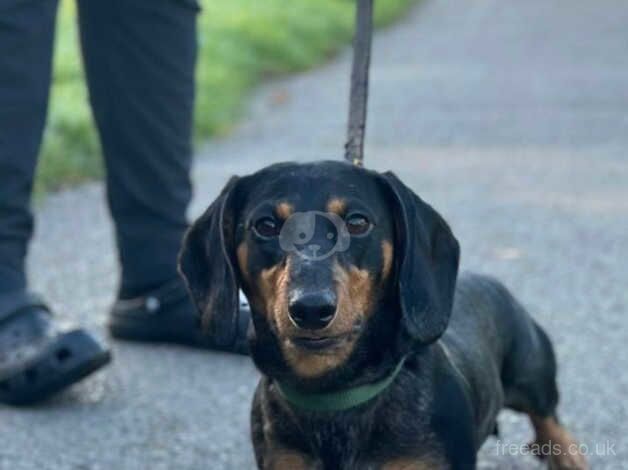 Male dachshund 18 month old for sale in Leeds, West Yorkshire