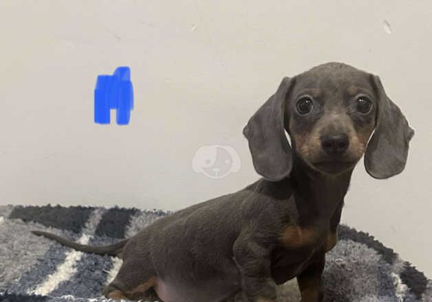 Male dachshund for sale in Leeds, West Yorkshire