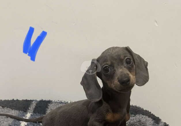 Dachshunds for sale in Leeds, West Yorkshire