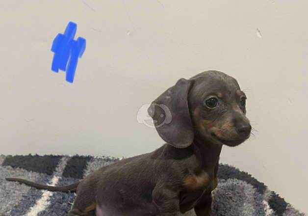 Dachshund Puppies for sale in West Yorkshire