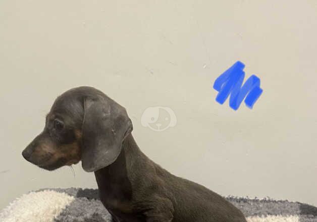 Dachshund Puppies for sale