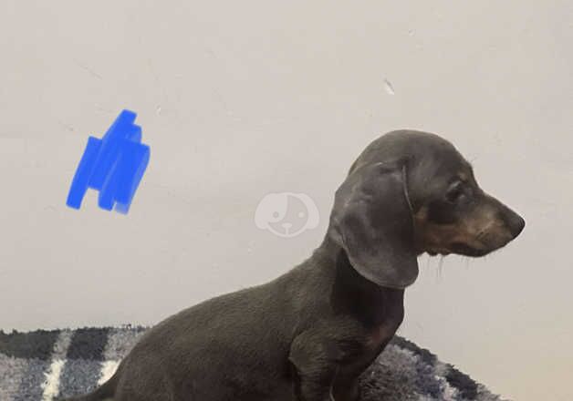 Male dachshund for sale in Leeds, West Yorkshire - Image 5