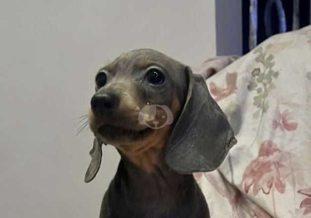 Male dachshund for sale in Leeds, West Yorkshire