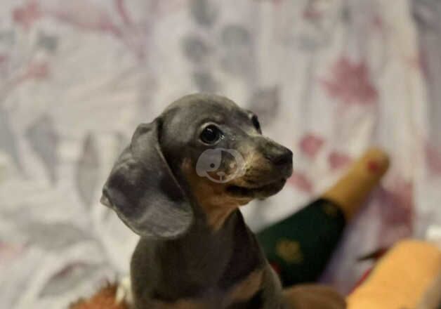 Dachshunds for sale in Leeds, West Yorkshire