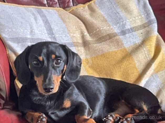 Male dachshund for sale in Sheffield, South Yorkshire