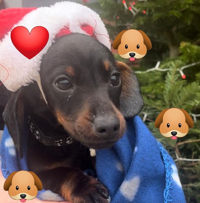 Male dachshund puppy black and tan for sale in Taunton, Somerset