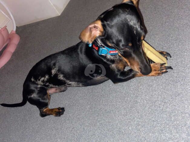 Male dapple dachshund for sale in Irvine, North Ayrshire