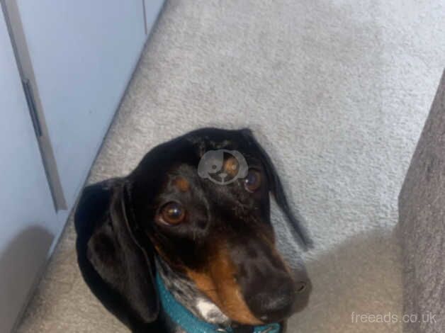 Male dapple dachshund for sale in Irvine, North Ayrshire - Image 2