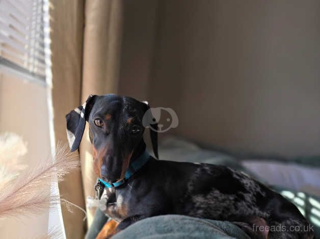 Male dapple dachshund for sale in Irvine, North Ayrshire - Image 3