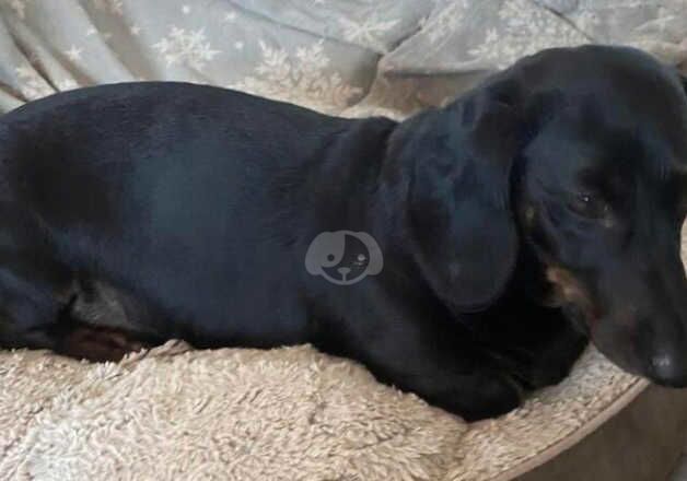 Male dautchund black & tan for sale in Stratford-upon-Avon, Warwickshire - Image 2