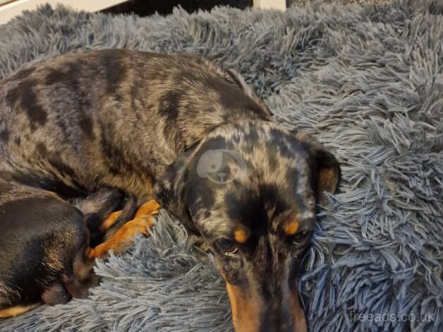 male merle dachshund for sale in Cheltenham, Gloucestershire