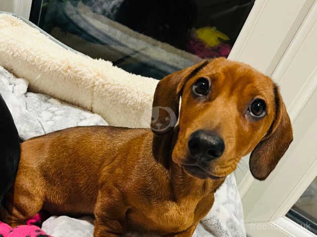 Male Mini Daschund for sale in Thetford, Norfolk