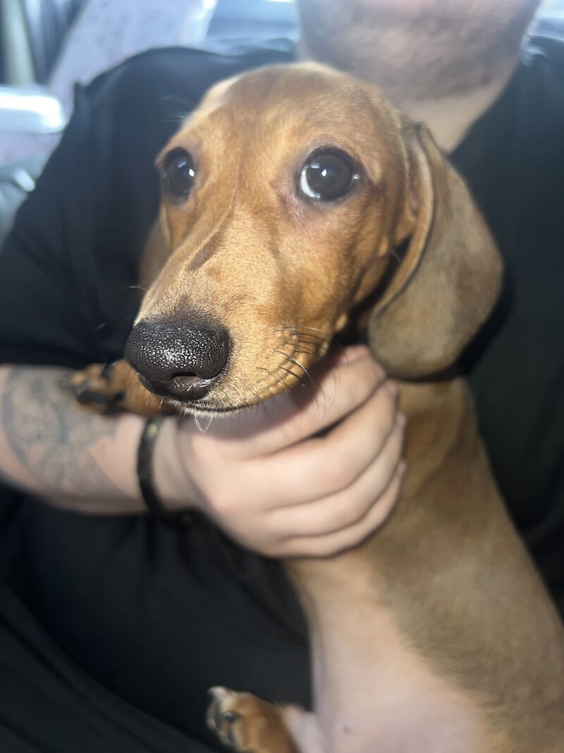 Male miniature dachshund for sale in Tipton, West Midlands - Image 1