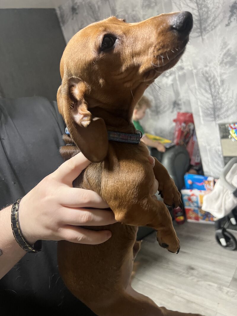 Male miniature dachshund for sale in Tipton, West Midlands - Image 2