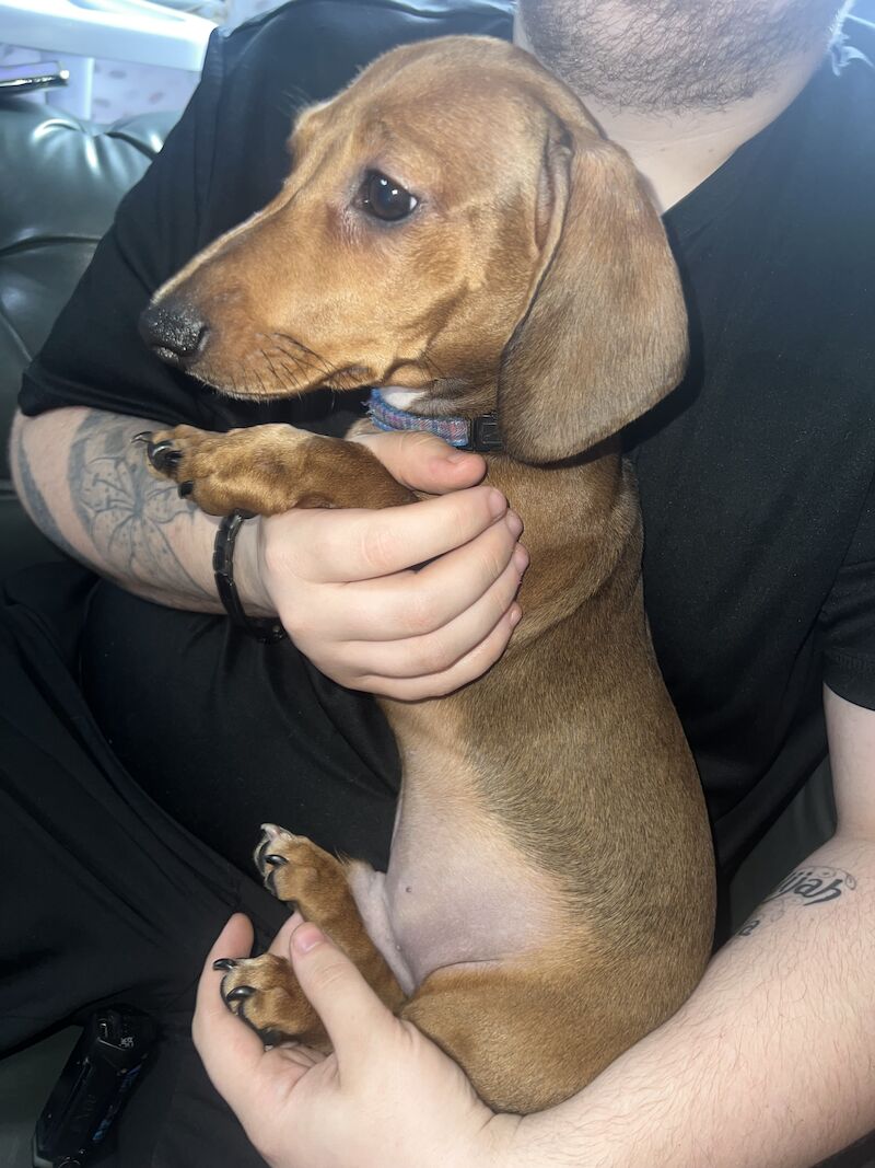 Male miniature dachshund for sale in Tipton, West Midlands - Image 3