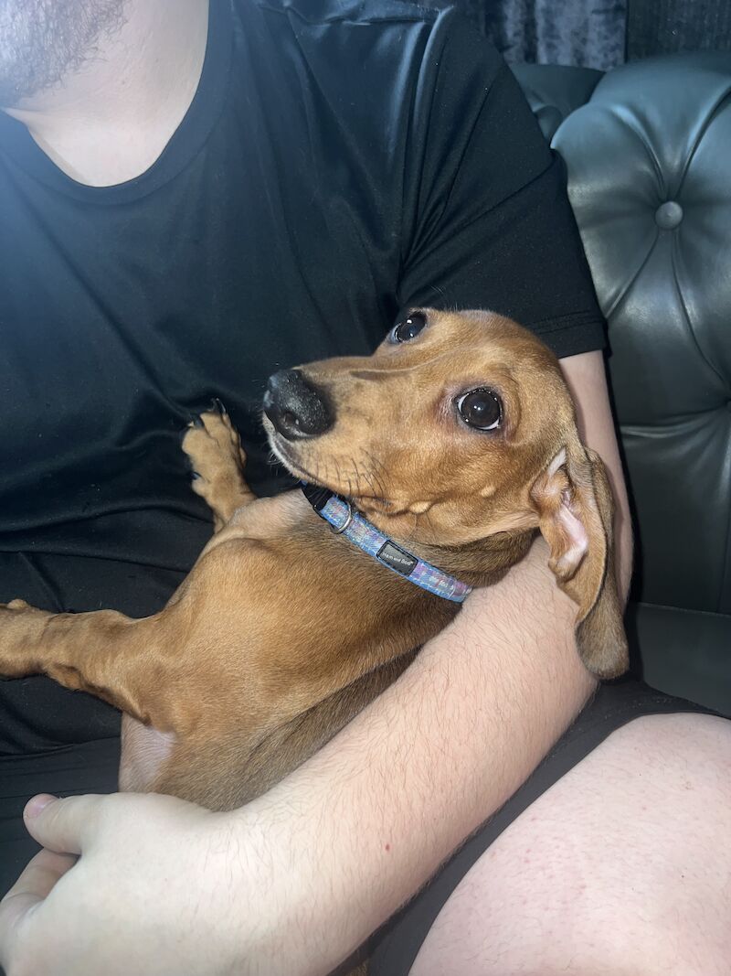 Male miniature dachshund for sale in Tipton, West Midlands - Image 4