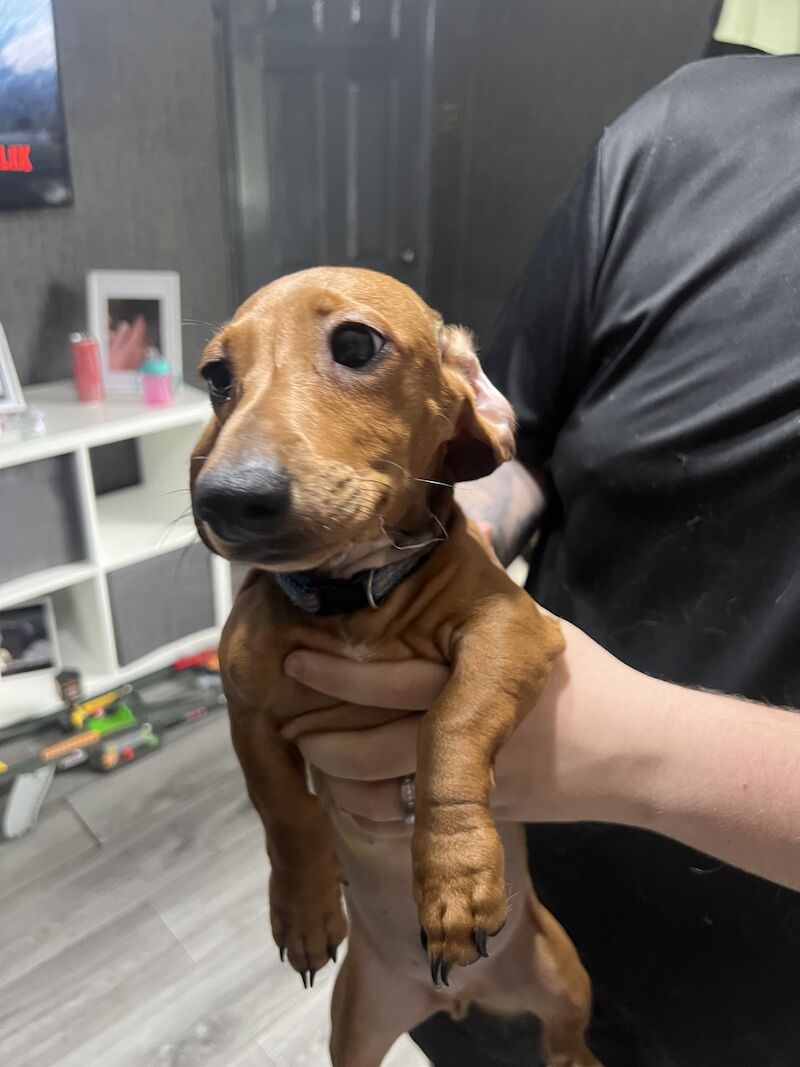 Male miniature dachshund for sale in Tipton, West Midlands - Image 6