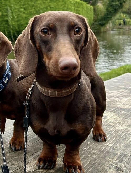 Male Miniature Dachshund for sale in West Yorkshire 