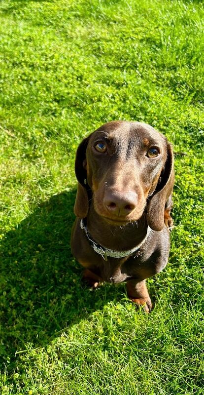 Male Miniature Dachshund for sale in West Yorkshire - Image 3