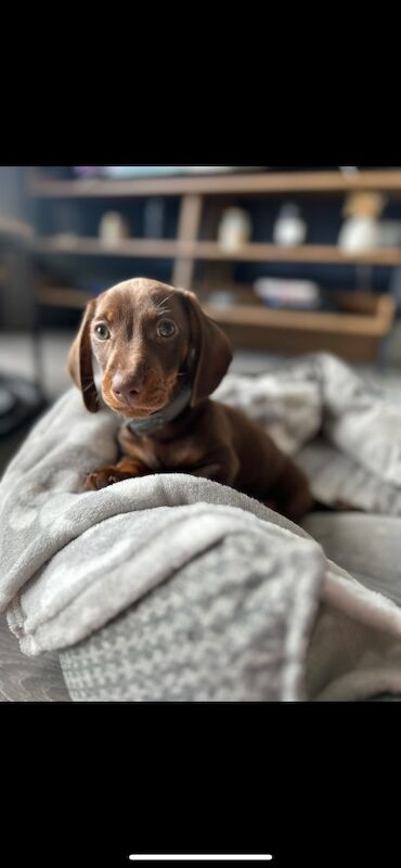 Male Miniature Dachshund for sale in West Yorkshire - Image 4