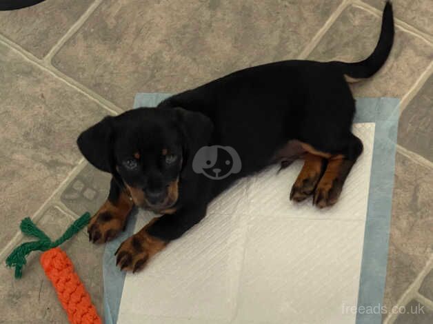 Male puppy sausage dog for sale in Cleckheaton, West Yorkshire