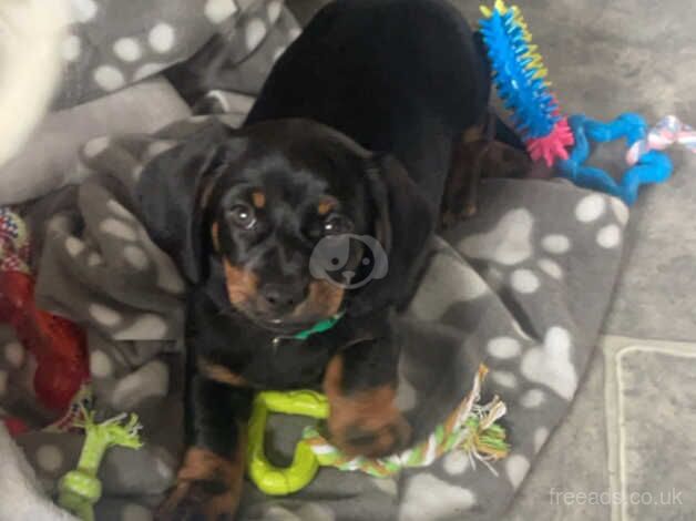 Male puppy sausage dog for sale in Cleckheaton, West Yorkshire - Image 3