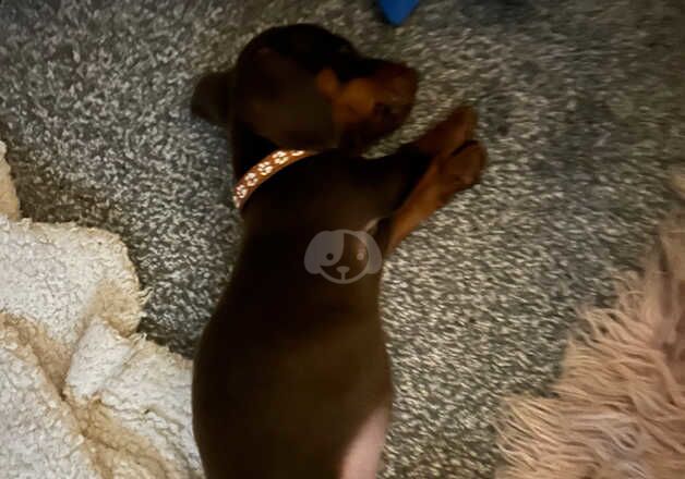 Male Sausage dog 4 months old for sale in Peterborough, Cambridgeshire