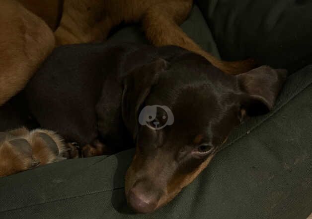 Male Sausage dog 4 months old for sale in Peterborough, Cambridgeshire - Image 5