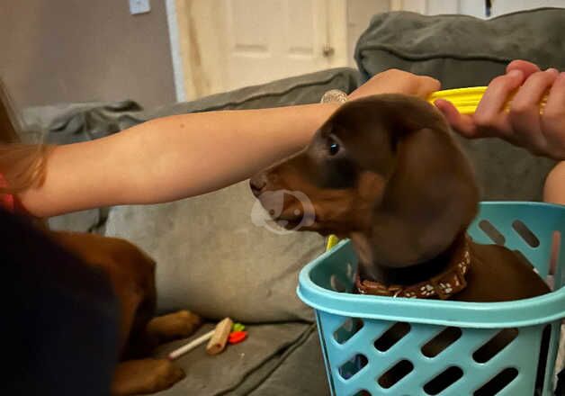 Male sausage dog, 4 months old. for sale in Peterborough, Cambridgeshire - Image 2