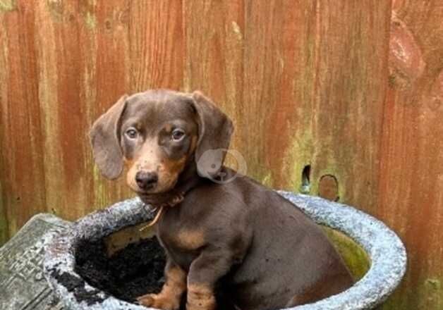 Male sausage dog, 4 months old. for sale in Peterborough, Cambridgeshire - Image 4