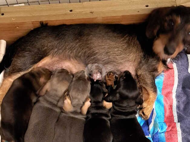 Male wired (mother)/smooth (father) haired dachshund puppies for sale in Cwmbran/Cwmbrân, Newport